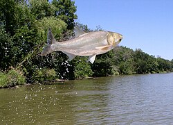 A jumping silver carp