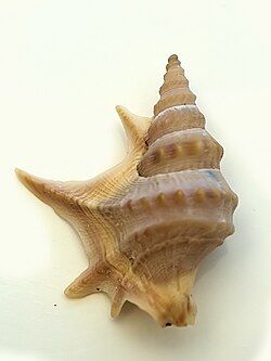 The pelican's foot was named Strombus pes pelecani in 1758.