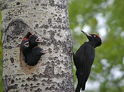 Only a relatively small number of species, including the woodpeckers, are capable of excavating their own cavity nests.