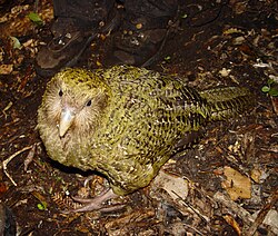 Kākāpō