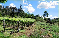 Wine production introduced by Italians in Caxias do Sul