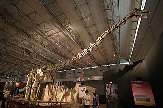 Unnamed titanosaur from Japan labelled "Xinghesaurus"