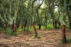 Peeled trunks of cork oaks in Tempio Pausania