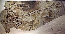 Microraptor, a dromaeosaurid