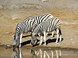 An example of Namibian wildlife, the plains zebra, is one focus of tourism.