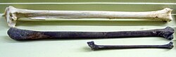 Tibiotarsi of Grus cubensis, Propelargus edwardsi, and Palaelodus gracilipes at the Museum für Naturkunde, Berlin