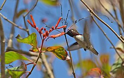 Bee hummingbird feeding on Hamelia patens