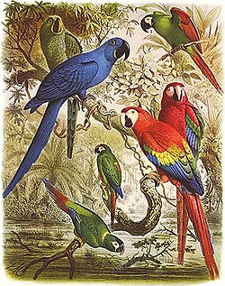 Glaucous macaw (behind hyacinth macaw) and other macaws. Macaws are long-tailed, often colorful New World parrots.[72]