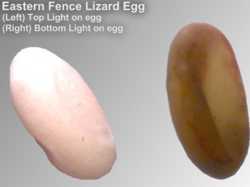 Two pictures of an eastern fence lizard egg layered onto one image.