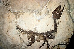 Scipionyx fossil with intestines, Natural History Museum of Milan