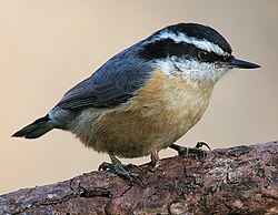 The red-breasted nuthatch is said to have a callⓘ like a tin trumpet.