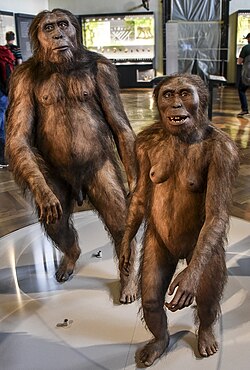 Reconstruction of Australopithecus afarensis, Natural History Museum, Vienna
