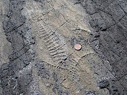 Frondose ediacaran organisms