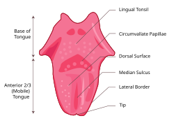 Features of the tongue surface
