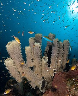 Tube sponges attracting small reef fish