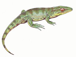Gephyrostegus, a small terrestrial tetrapod