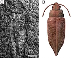Fossil and life restoration of Permocupes sojanensis, a permocupedid beetle from the Middle Permian of Russia