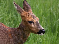 Roe deer