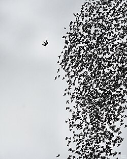 Diving on a flock of common starling in Rome