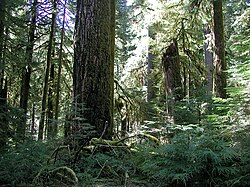 Old-growth forest in the Opal Creek Wilderness, a wilderness area located in the Willamette National Forest in the U.S. state of Oregon, on the border of Mount Hood National Forest. It has the largest uncut watershed in Oregon.[56]