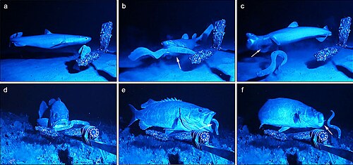 Anti-predator adaptation in action: the kitefin shark (a–c) and the Atlantic wreckfish (d–f) attempt to prey on hagfishes. First, the predators approach their potential prey. Predators bite or try to swallow the hagfishes, but the hagfishes have already projected jets of slime (arrows) into the predators' mouths. Choking, the predators release the hagfishes and gag in an attempt to remove slime from their mouths and gill chambers.[1]