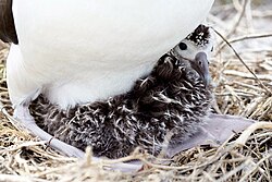 An albatross chick at Northwestern Hawaiian Islands Marine National Monument, Midway Atoll
