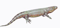 Silvanerpeton, a possible reptiliomorph