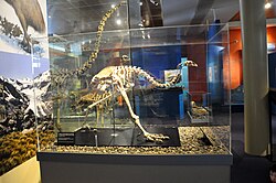 The skeleton of a female upland moa with egg in unlaid position within the pelvic cavity in the Otago Museum