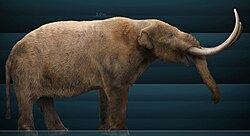 American mastodon (Mammut americanum) reconstruction