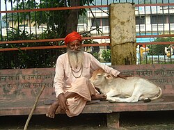 The calf is compared with the dawn, in Hinduism. Here, with a sadhu.