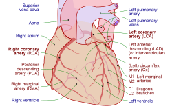 Arterial supply to the heart (red), with other areas labelled (blue).