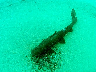 Bagrus meridionalis catfish in Lake Malawi