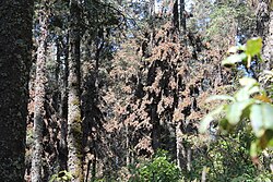 Overwintering monarchs cluster on oyamel trees near Angangueo, Mexico.