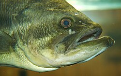 Head closeup