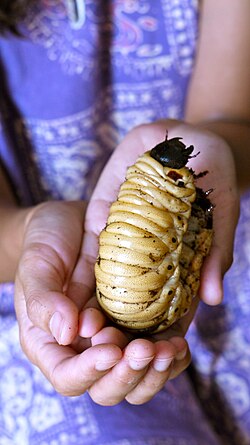 Scarabaeiform larva of Hercules beetle