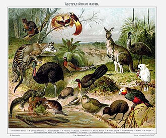 Fauna of Australia. Illustration from Yuzhakov's [ru] Great Encyclopedia [ru]