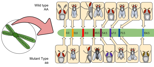 Alfred Sturtevant's Drosophila melanogaster genetic linkage map: This was the first successful gene mapping work and provides important evidence for the chromosome theory of inheritance. The map shows the relative positions of allelic characteristics on the second Drosophila chromosome. The distance between the genes (map units) are equal to the percentage of crossing-over events that occurs between different alleles.