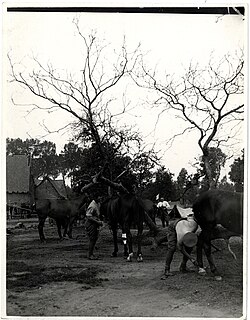 13th Hussars horselines and bivouacs Aire, France, 25 July 1915