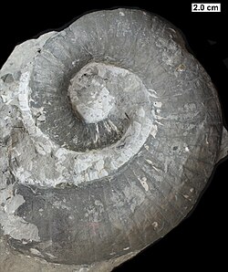 Gyronaedyceras eryx, a nautiloid from the Devonian of Wisconsin