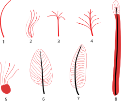 Diagram illustrating stages of evolution