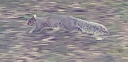 Gray squirrel (Sciurus carolinensis) in mid-leap