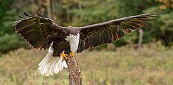 During training at the Canadian Raptor Conservancy