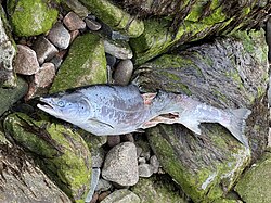Carcass half-eaten by animals, in Scotland.