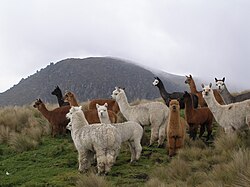 A herd of alpacas near a mountain in Ecuador