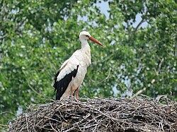 White stork (Ciconia ciconia)