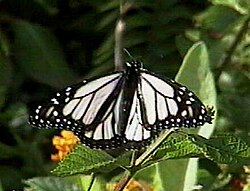 The white morph of the monarch in Hawaii is partly a result of apostatic selection.[25]