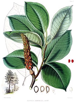 Leaves and seeds