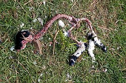 A carcass of a lamb near a red fox den