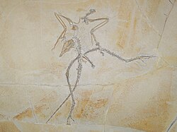 The Thermopolis specimen of Archaeopteryx, which showed that it also had a hyperextendible second toe[41]