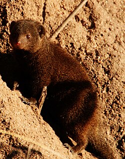 Common dwarf mongoose in the Sabi Sand Game Reserve, South Africa